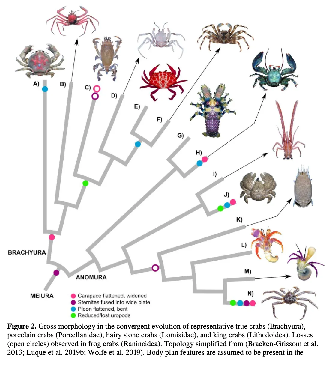 Gross morphology in the convergent evolution of representative true crabs, porcelain crabs, hairy stone crabs, and king crabs.